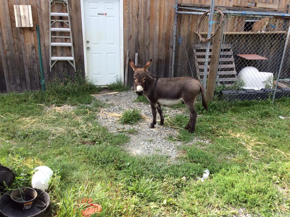 10580222_520098884787761_6713267648121134648_n