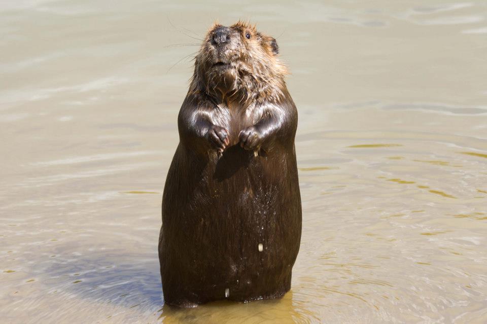 150649_556595681026467_205726006_n