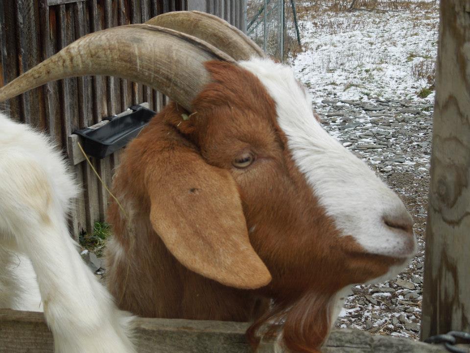 155799_10151179602710866_95245664_n