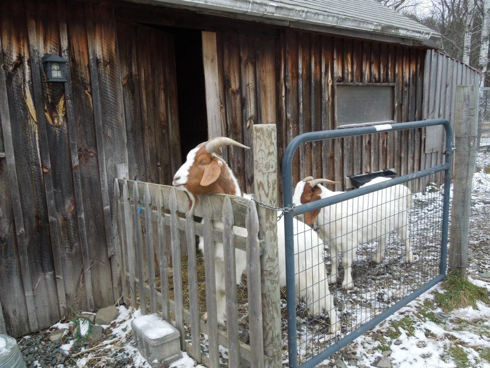 543990_10151179602250866_1564795620_n