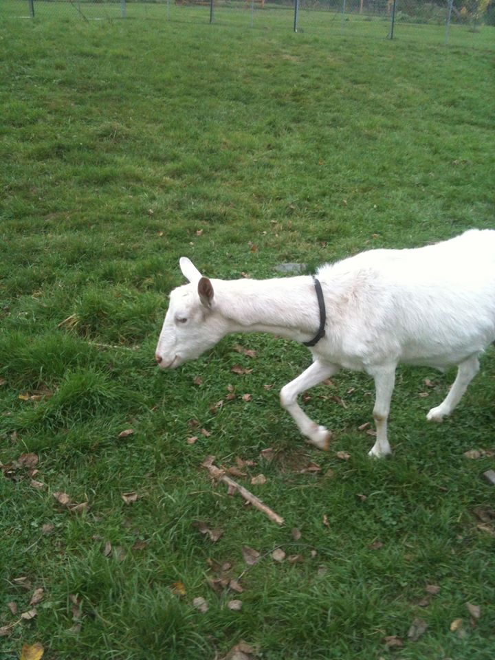 603130_376354299162221_302321319_n